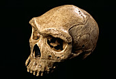 Rhodesia man skull