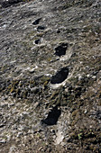 Early human footprints