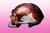 Nanjing Man cranium