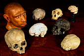 Hominid and chimpanzee skulls and casts