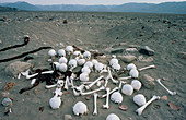 Human skulls lying on the desert floor
