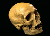 Cro-Magnon human skull
