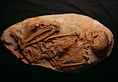 Cro-Magnon skeleton
