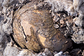 Mummified remains from Al-Fustat,Egypt