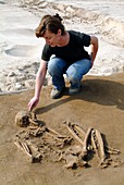 Excavating a prehistoric skeleton