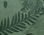 Fossilized leaves of Alethopteric lonchitidis