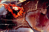 Light micrograph of petrified wood