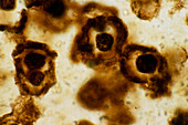 Light micrograph of Gunflint chert