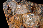 Fossilised ginkgo leaves