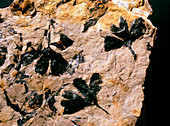Ginkgo huttoni fossil leaves