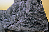 Fossil fern Odontopteris reichiana