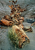 Petrified logs,Arizona