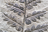 Fossil fern Mariopteris nervosa