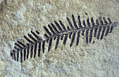Fossil fern