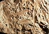 Fossilised leaf imprints