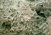 Fossilised trilobite amongst reef debris