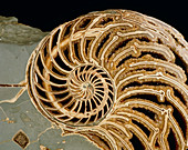 Fossilized shell of Nautilus Striatus