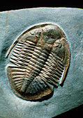Fossil trilobite,'Ogyginus corndensis corndensis