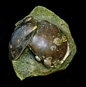 Fossil of bivalve mollusc,Plagiostoma