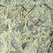 Assemblage of Ordovician fossils
