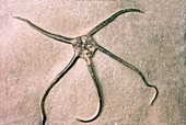 Fossilised brittle star,Ophioderma egertoni