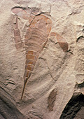 Fossil of a sea scorpion (Eurypterus remipes)