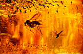 Fly in amber