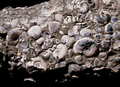 Assortment of fossilized ammonites and bivalves