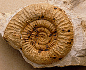 Ammonite fossil,Orthosphinctes sp