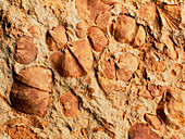 Fossil brachiopods,Dalmanella & Orthis sp