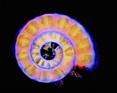 Col X-ray of a fossil ammonite shell