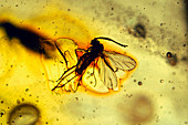 Fossilised insects (sciaridae) in Baltic amber