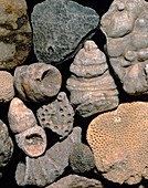 Assortment of fossils from the Silurian period