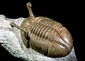 Ordovician period fossil trilobite