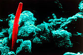 Coloured SEM of fossilised filamentous bacteria