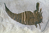 Fossil sea scorpion or Eurypterid