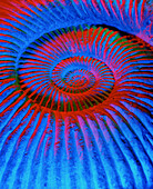 Coloured image of a fossilised ammonite shell