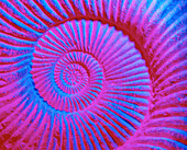 Coloured image of a fossilised ammonite shell
