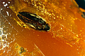 Cockroach fossilised in amber