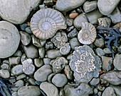 Fossilised ammonite shell among pebbles