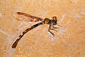 Fossil of Parahemiphebia cretacica dragonfly