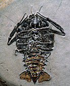 Lobster fossil