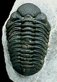 Trilobite fossil