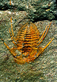 Trilobite fossil