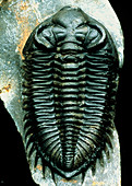 Trilobite fossil