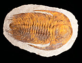 Trilobite fossil