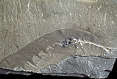 Fossil arthropod