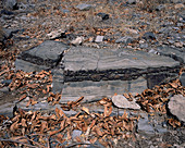 Precambrian stromatolites