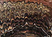 Fossilised stromatolite