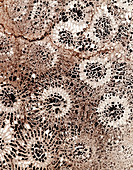 Fossil coral,thin section